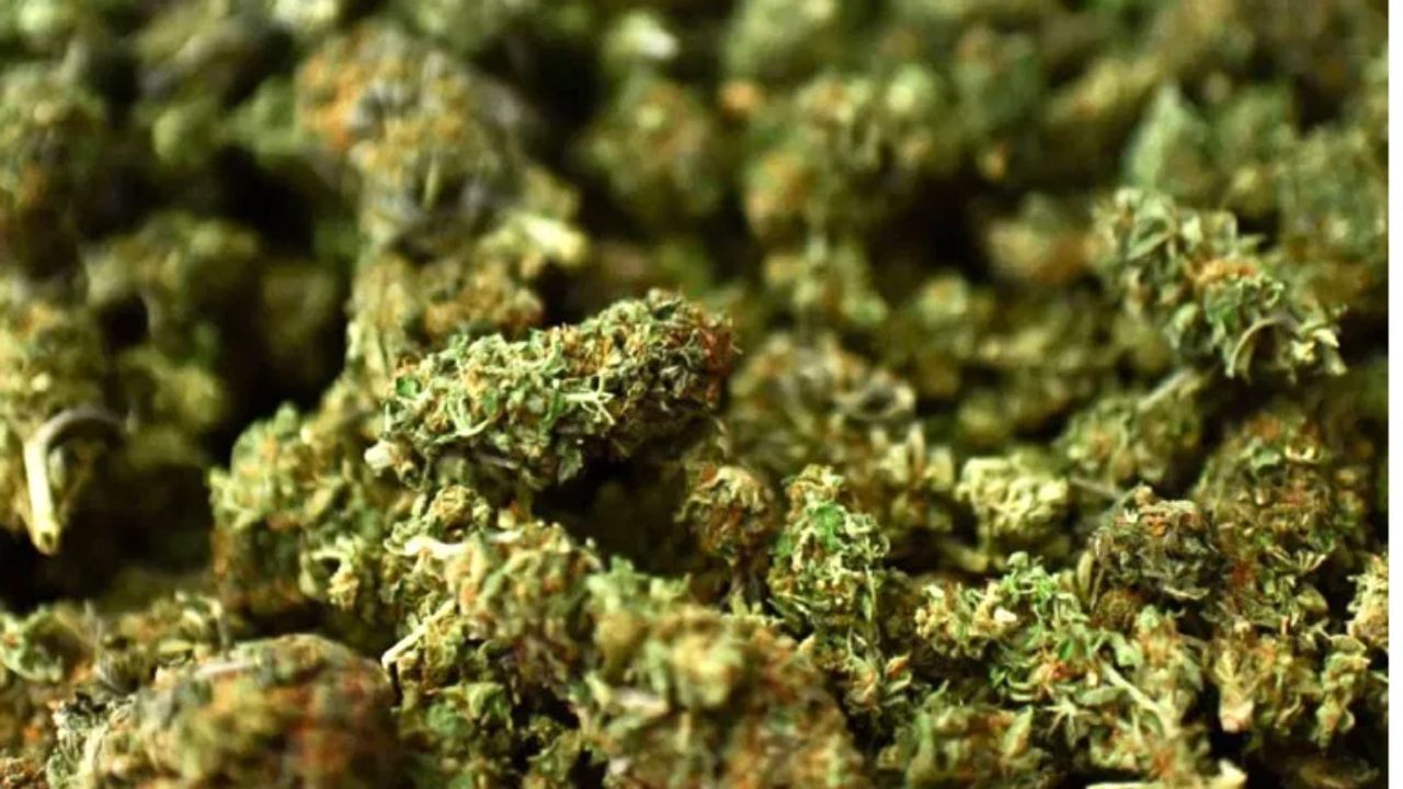 Ganja Seized: ‘ചേട്ടാ തീപ്പെട്ടിയുണ്ടോ’; കഞ്ചാവുബീഡി കത്തിക്കാന് എക്സൈസ് ഓഫീസില് തീപ്പെട്ടി ചോദിച്ചത്തി വിദ്യാര്ഥികള് Ganja Seized: ‘ചേട്ടാ തീപ്പെട്ടിയുണ്ടോ’; കഞ്ചാവുബീഡി കത്തിക്കാന് എക്സൈസ് ഓഫീസില് തീപ്പെട്ടി ചോദിച്ചത്തി വിദ്യാര്ഥികള്