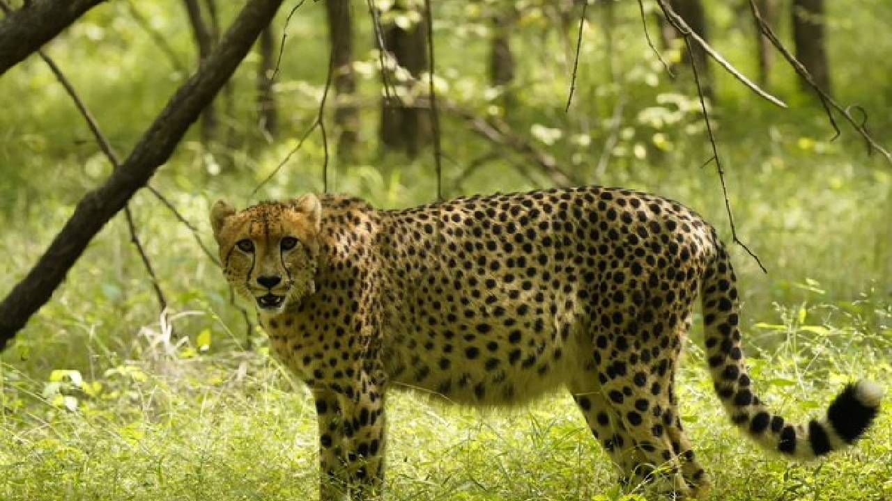 Kuno National Park: ‘വീര ഗർഭിണിയാണ്’; കുനോയിൽ നിന്ന് സന്തോഷവാര്ത്ത Kuno National Park: ‘വീര ഗർഭിണിയാണ്’; കുനോയിൽ നിന്ന് സന്തോഷവാര്ത്ത