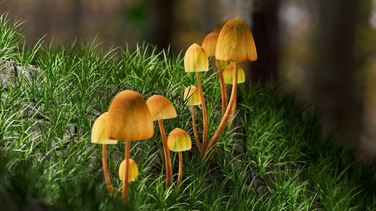 Magic Mushroom : മാജിക് മഷ്റൂം തലയ്ക്ക് പിടിച്ചു; ജനനേന്ദ്രിയം കോടാലി കൊണ്ട് വെട്ടിയെറിഞ്ഞ് യുവാവ് Magic Mushroom : മാജിക് മഷ്റൂം തലയ്ക്ക് പിടിച്ചു; ജനനേന്ദ്രിയം കോടാലി കൊണ്ട് വെട്ടിയെറിഞ്ഞ് യുവാവ്