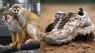 UAE Wheat Production : 19 ശതമാനം പ്രോട്ടീൻ അടങ്ങിയ ഗോതമ്പ് ഉത്പാദിപ്പിക്കാൻ യുഎഇ; ഷാർജയിൽ പ്രത്യേക ലാബ്