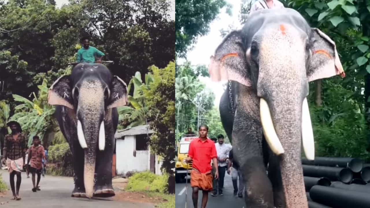 Puthuppally Sadhu Elephant : എറണാകുളത്ത് സിനിമ ഷൂട്ടിങ്ങിനെത്തിച്ച ആന കാട്ടിലേക്ക് ഓടിക്കയറി Puthuppally Sadhu Elephant : എറണാകുളത്ത് സിനിമ ഷൂട്ടിങ്ങിനെത്തിച്ച ആന കാട്ടിലേക്ക് ഓടിക്കയറി