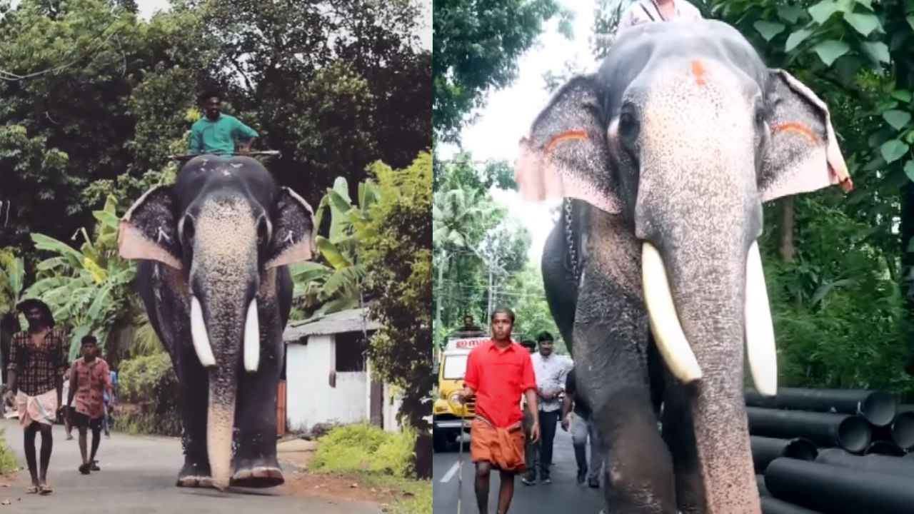 Puthuppally Sadhu Elephant : എറണാകുളത്ത് സിനിമ ഷൂട്ടിങ്ങിനെത്തിച്ച ആന കാട്ടിലേക്ക് ഓടിക്കയറി