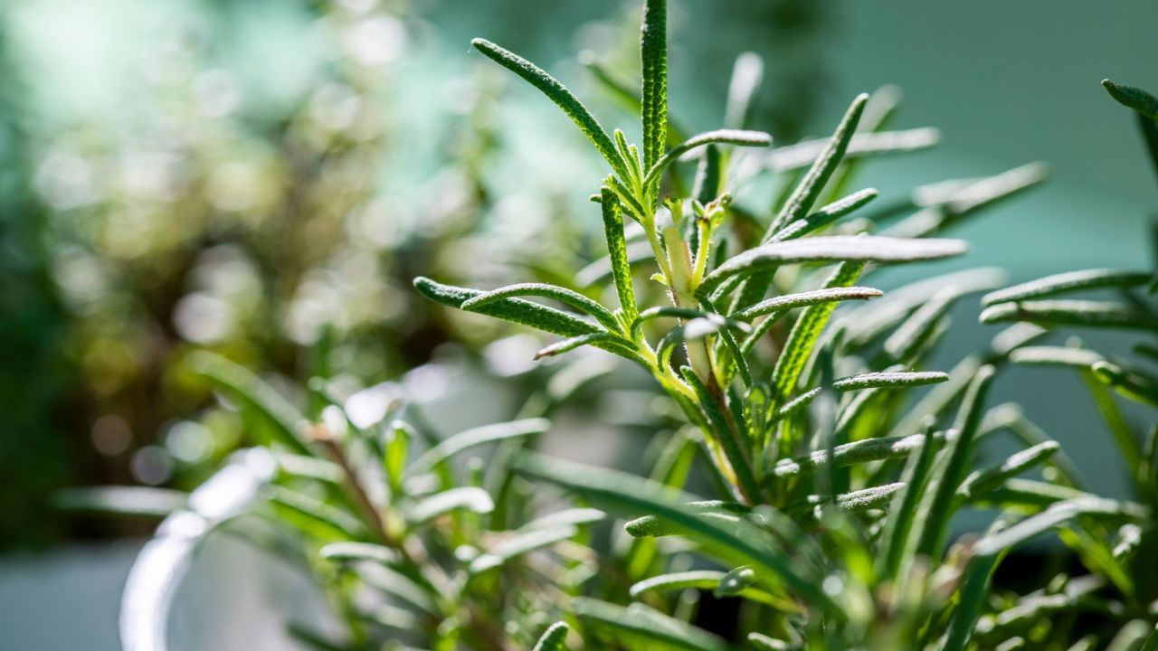 Rosemary Water: കണ്ണുംപ്പൂട്ടി റോസ്‌മേരി വാങ്ങി ഉപയോഗിക്കരുത്‌; അശ്രദ്ധ ദോഷം ചെയ്യും