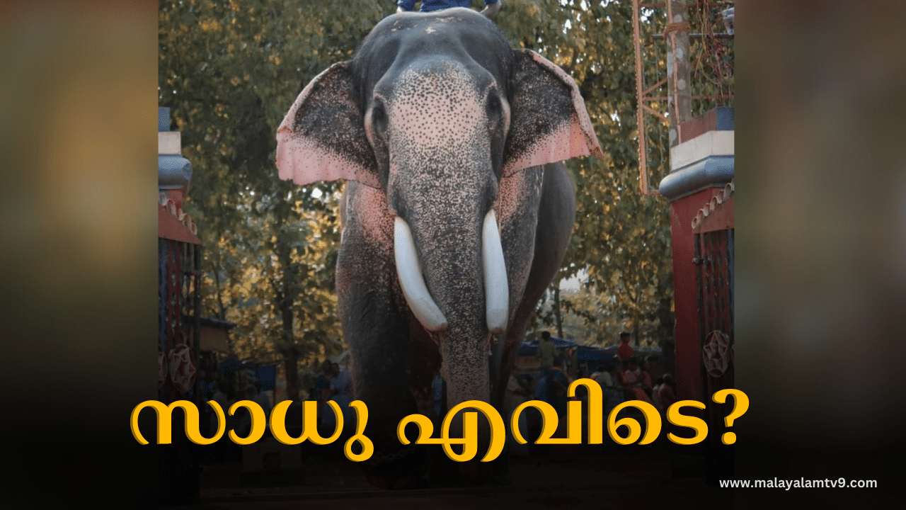 Puthuppally Sadhu Elephant: പുതുപ്പള്ളി സാധുവിനെ കണ്ടെത്താൻ ഉൾവനത്തിലേക്ക്; തിരച്ചിൽ പുനരാരംഭിച്ചു