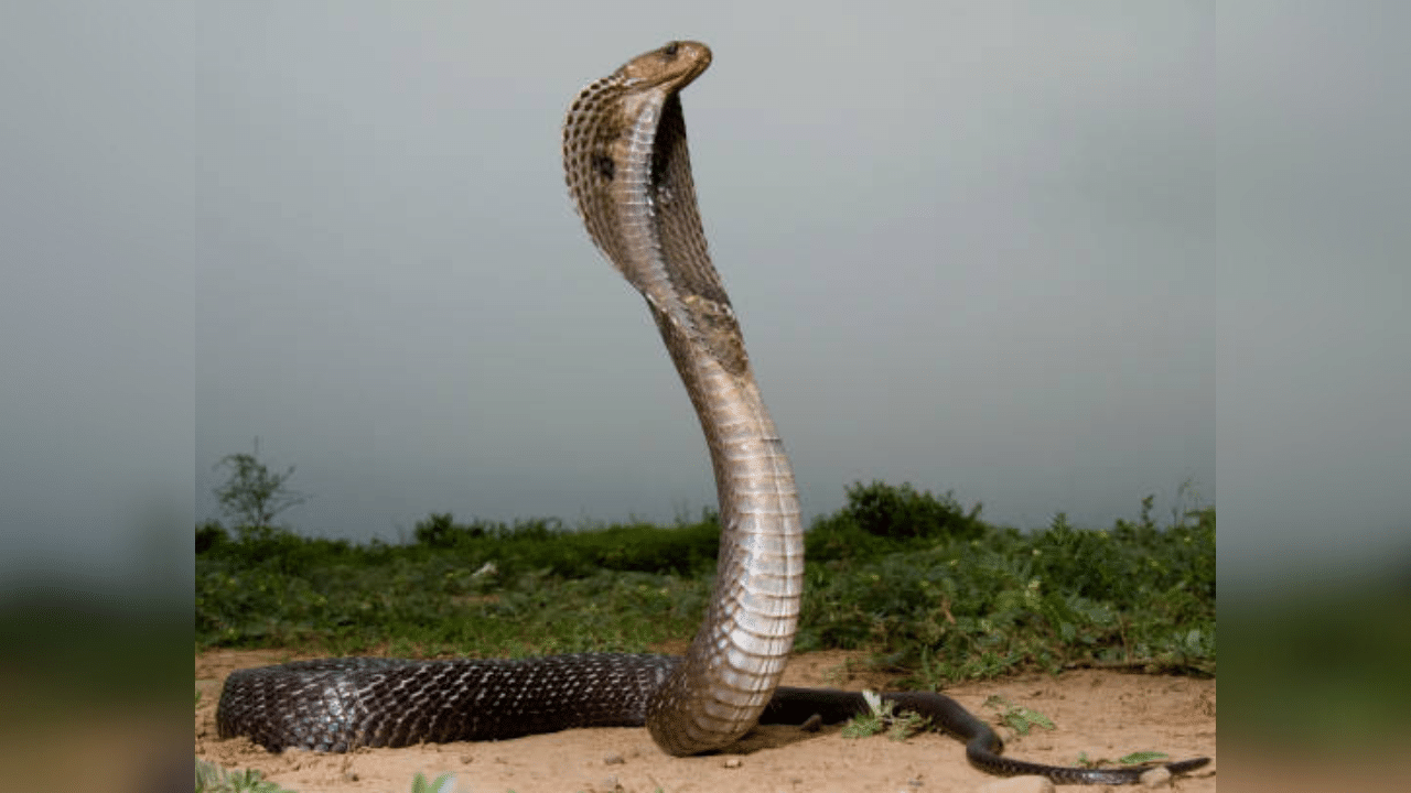 Snake Bite Cases: പാമ്പ് കാരണം പട്ടിണിയിലായ ഒരു നാട്; കടിയേറ്റ് ആശുപത്രിയിൽ കഴിയുന്നത് 34 പേർ Snake Bite Cases: പാമ്പ് കാരണം പട്ടിണിയിലായ ഒരു നാട്; കടിയേറ്റ് ആശുപത്രിയിൽ കഴിയുന്നത് 34 പേർ