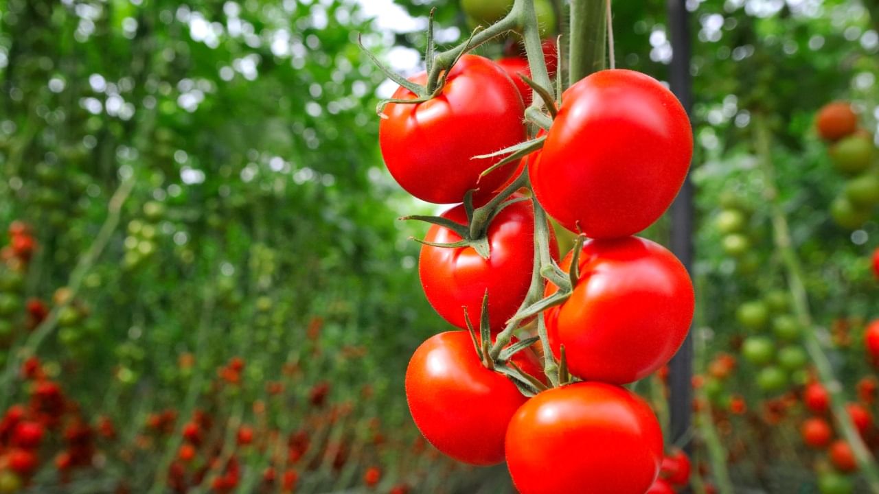 UAE Home Gardens : വീട്ടിലേക്കാവശ്യമായ പഴവും പച്ചക്കറിയും കൃഷി ചെയ്യുകയാണോ?; യുഎഇ സർക്കാർ സഹായിക്കും UAE Home Gardens : വീട്ടിലേക്കാവശ്യമായ പഴവും പച്ചക്കറിയും കൃഷി ചെയ്യുകയാണോ?; യുഎഇ സർക്കാർ സഹായിക്കും