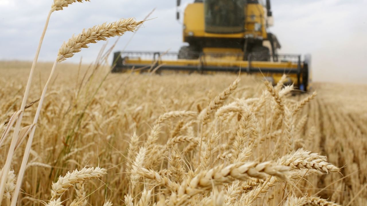 UAE Wheat Production : 19 ശതമാനം പ്രോട്ടീൻ അടങ്ങിയ ഗോതമ്പ് ഉത്പാദിപ്പിക്കാൻ യുഎഇ; ഷാർജയിൽ പ്രത്യേക ലാബ്