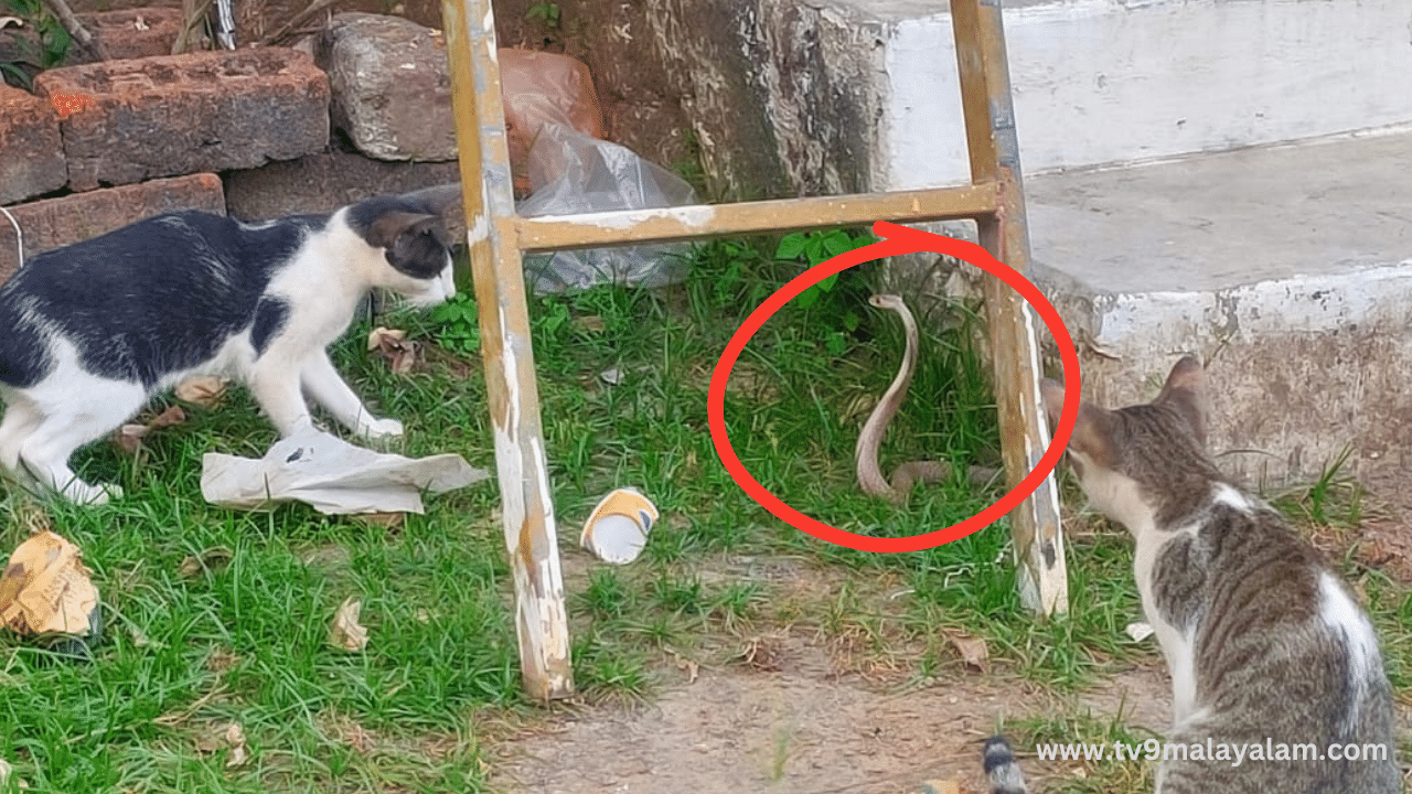 Viral News: അങ്ങനങ് പേടിപ്പിക്കാൻ നോക്കല്ലേ…! അമ്പലത്തിൽ വിരുന്നെത്തിയ മുർഖനെ കളിപ്പിച്ച് പൂച്ചകൾ Viral News: അങ്ങനങ് പേടിപ്പിക്കാൻ നോക്കല്ലേ…! അമ്പലത്തിൽ വിരുന്നെത്തിയ മുർഖനെ കളിപ്പിച്ച് പൂച്ചകൾ