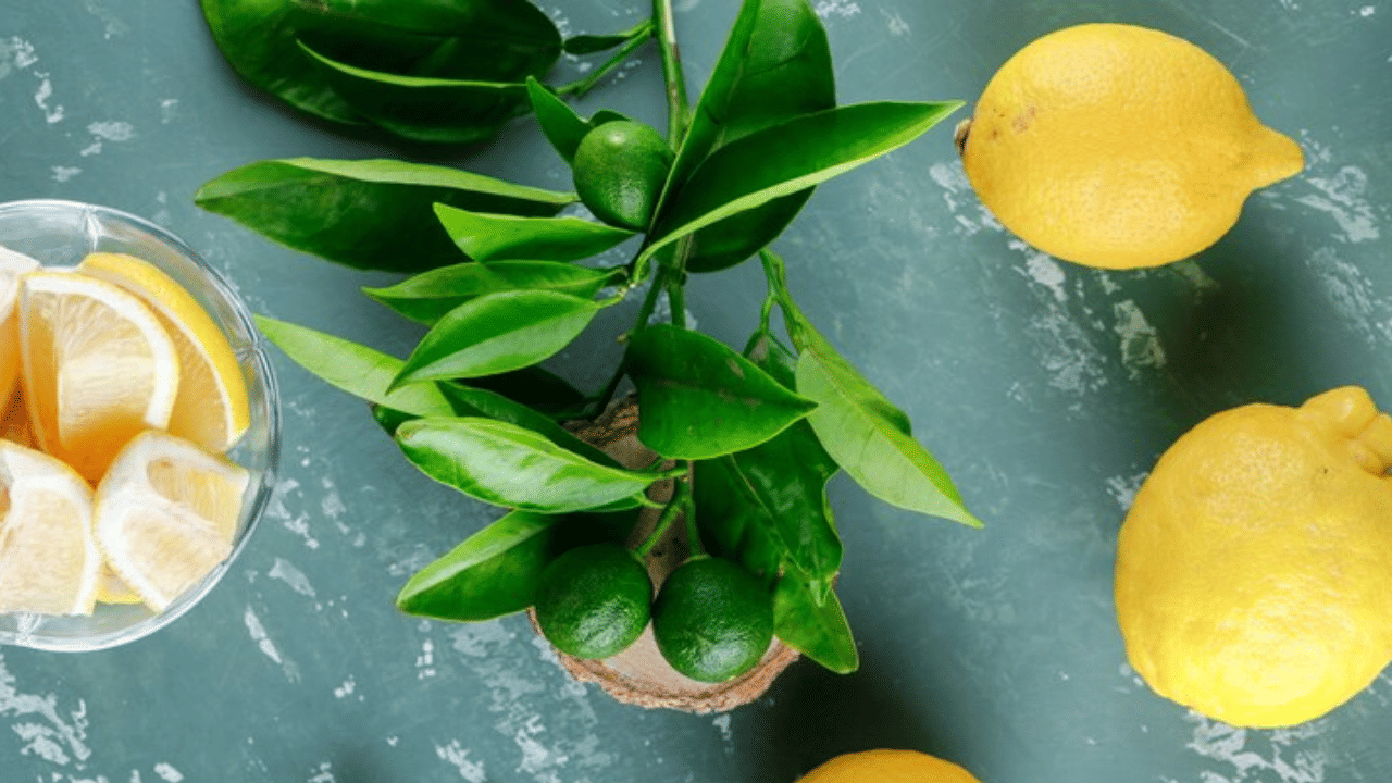 നാരക ഇല - വിറ്റാമിൻ സി , പൊട്ടാസ്യം, മഗ്നീഷ്യം, ഫോസ്ഫറസ് എന്നിവയുടെ സമ്പന്നമായ ഉറവിടമാണ് നാരകത്തിന്റെ ഇല. ചട്ണിയിലാണ് ഇത് സാധാരണ ഉപയോ​ഗിക്കാറ് (Image - freepik)