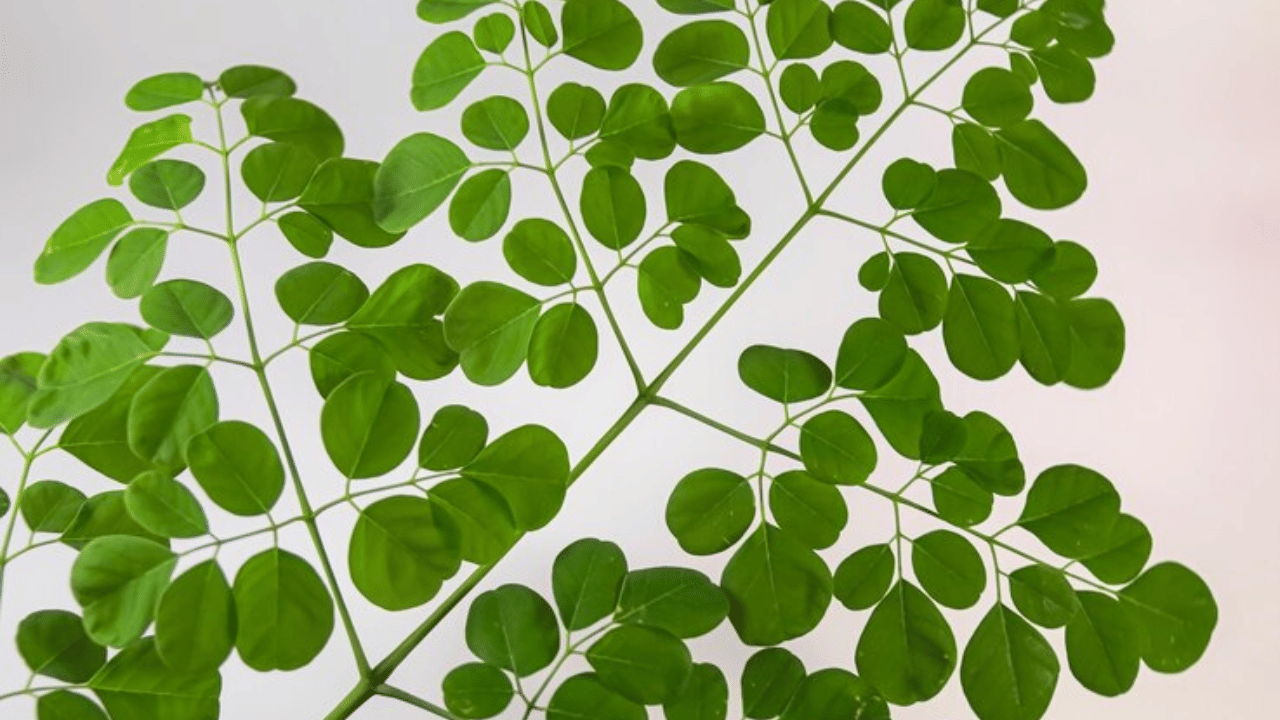 മുരിങ്ങ ഇല - വിറ്റാമിൻ എ, സി, ഇ, കാൽസ്യം, പൊട്ടാസ്യം, പ്രോട്ടീൻ, ഇരുമ്പ് എന്നിവ അടങ്ങിയ ഇവ തോരാനായി കഴിക്കാം. പ്രതിരോധശേഷി വർദ്ധിപ്പിക്കുന്നതിനും തലച്ചോറിൻ്റെയും കരളിൻ്റെയും ആരോഗ്യത്തെ പിന്തുണയ്ക്കുന്നതിനും വീക്കം കുറയ്ക്കുന്നതിനും സഹായിക്കുന്ന ഇവ  ഓക്സലേറ്റ് അളവ് കുറയ്ക്കുന്നതിലൂടെ വൃക്കയിലെ കല്ലുകൾ നിയന്ത്രിക്കുന്നതിന് പ്രയോജനകരമാണ്. (Image - freepik)