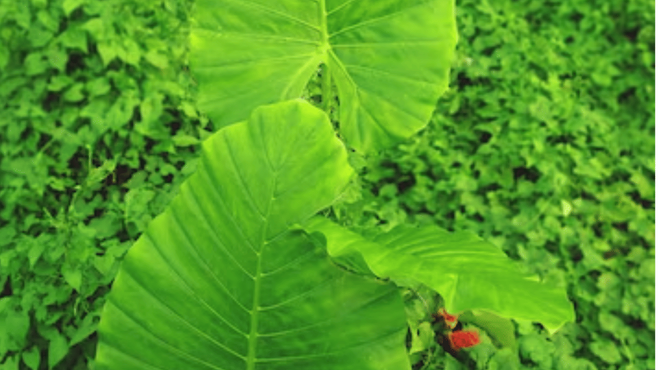 ചേമ്പിൻ താള് - നാരുകൾ, വിറ്റാമിൻ എ, സി, ഇരുമ്പ്, മഗ്നീഷ്യം എന്നിവയുടെ നല്ല ഉറവിടമാണ് ചേമ്പില.  (Image - freepik)