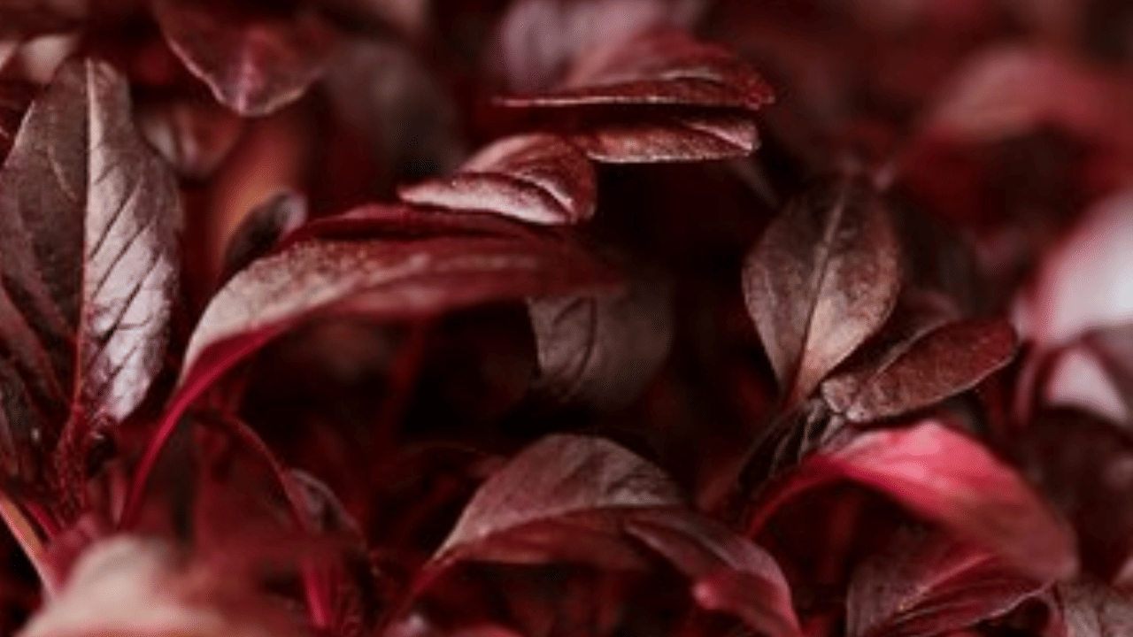 ചീര ഇല - ഇരുമ്പ്, കാൽസ്യം, പൊട്ടാസ്യം, വിറ്റാമിനുകൾ എ, സി, കെ എന്നിവയിൽ കൂടുതലുള്ളതിനാൽ അവ എല്ലുകളുടെ ആരോഗ്യം മെച്ചപ്പെടുത്തുന്നതിൽ ചീര ഇല വലിയ പങ്കു വഹിക്കുന്നു. (Image - freepik)