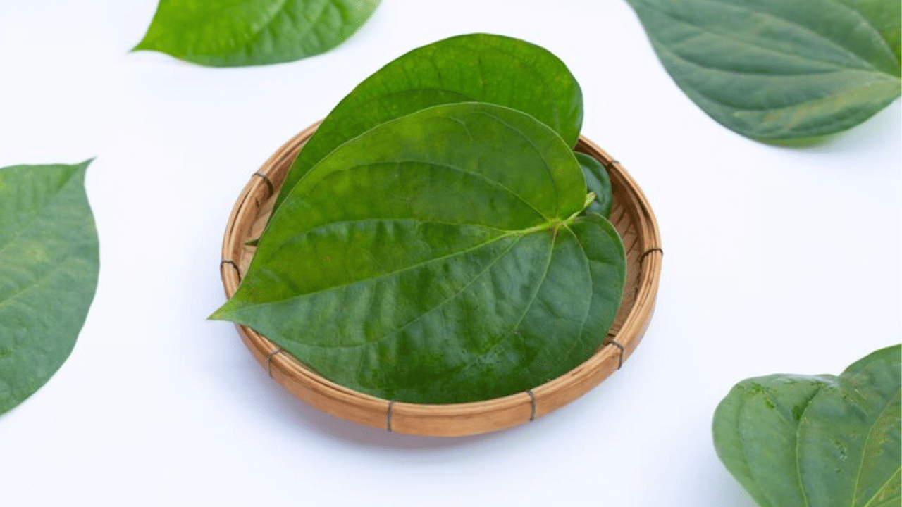 വെറ്റില - ഭക്ഷണത്തിനു ശേഷമുള്ള ദഹനം മെച്ചപ്പെടുത്താൻ ഭക്ഷണശേഷം ചുണ്ണാമ്പ് ചേർത്ത് വെറ്റില ചവയ്ക്കുന്നത് നല്ലതാണ്.  (Image - freepik)