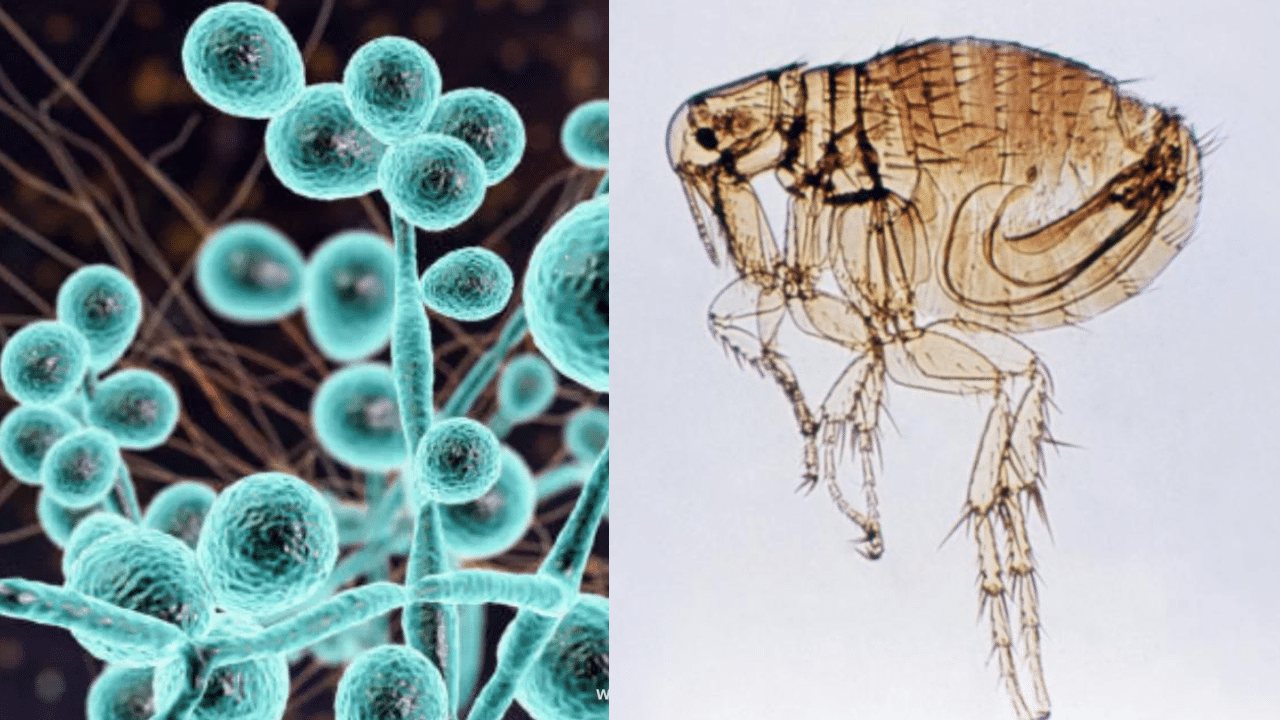 Murine Typhus: മനുഷ്യരിൽ നിന്ന് മനുഷ്യരിലേക്ക് പകരാത്ത മ്യുറിൻ ടൈഫസ്, അറിയാം മറ്റ് പ്രത്യേകതകൾ Murine Typhus: മനുഷ്യരിൽ നിന്ന് മനുഷ്യരിലേക്ക് പകരാത്ത മ്യുറിൻ ടൈഫസ്, അറിയാം മറ്റ് പ്രത്യേകതകൾ