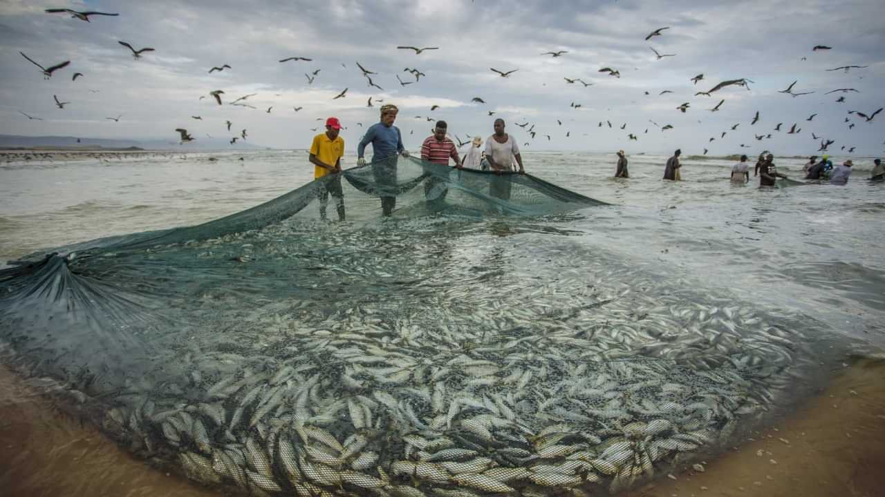 Abu Dhabi Fishing : മീൻപിടുത്ത പരിധി ലംഘിച്ചു; അബുദാബിയിൽ ഉല്ലാസ ബോട്ടുടമയ്ക്ക് 20,000 ദിർഹം പിഴ