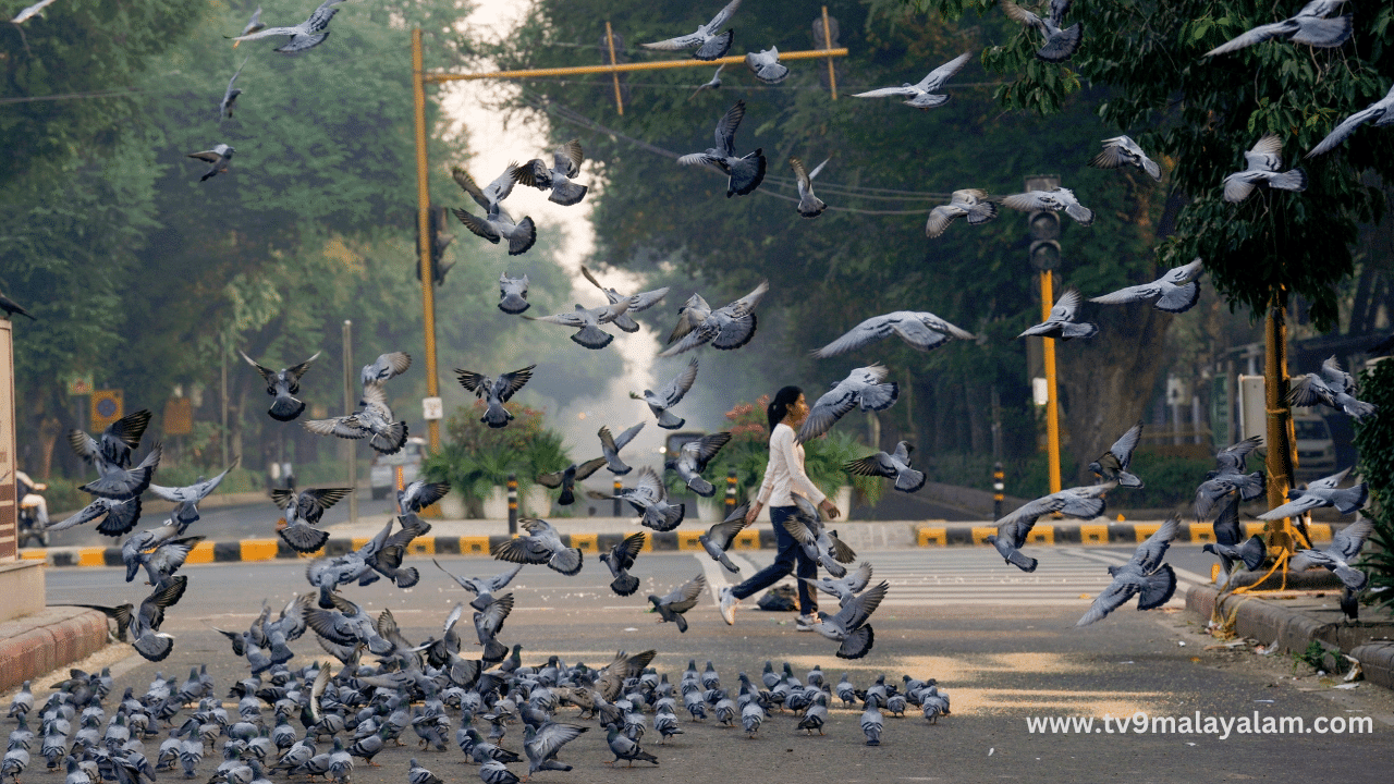 Delhi Pigeon Feeding Centers: ഇനി ഇവിടെ പ്രാവുകൾ പറന്നുയരില്ല...; പ്രാവ് തീറ്റ കേന്ദ്രങ്ങൾ അടച്ചുപൂട്ടാനൊരുങ്ങുന്നു