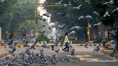 Delhi Pigeon Feeding Centers: ഇനി ഇവിടെ പ്രാവുകൾ പറന്നുയരില്ല...; പ്രാവ് തീറ്റ കേന്ദ്രങ്ങൾ അടച്ചുപൂട്ടാനൊരുങ്ങുന്നു