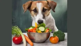 Veg dog food: വെജിറ്റേറിയൻ വളർത്തു നായയെ വേണോ… ഈ ഭക്ഷണങ്ങൾ പരിശീലിപ്പിക്കൂ…