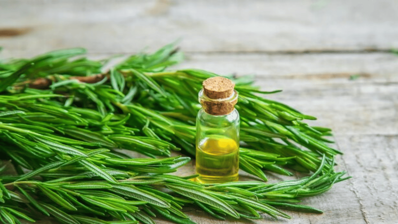 റോസ്മേരി ഓയിൽ തലയിൽ പുരട്ടി നന്നായി മസാജ് ചെയ്യണം. 20 മിനിറ്റിന് ശേഷം കഴുകി കളയാവുന്നതാണ്. അതുപോലെ തന്നെ ഒരു ടേബിൾസ്പൂൺ വെളിച്ചെണ്ണ എടുത്ത് ഇതിൽ 5-6 തുള്ളി റോസ്മേരി ഓയിൽ ചേർത്ത് ശിരോചർമ്മത്തിൽ പുരട്ടുക. റോസ്മേരി ഓയിലിനൊപ്പം ആവണക്കെണ്ണ ചേർത്ത് ഉപയോഗിക്കുന്നതും ഗുണം ചെയ്യും. (Image Credits: Freepik)