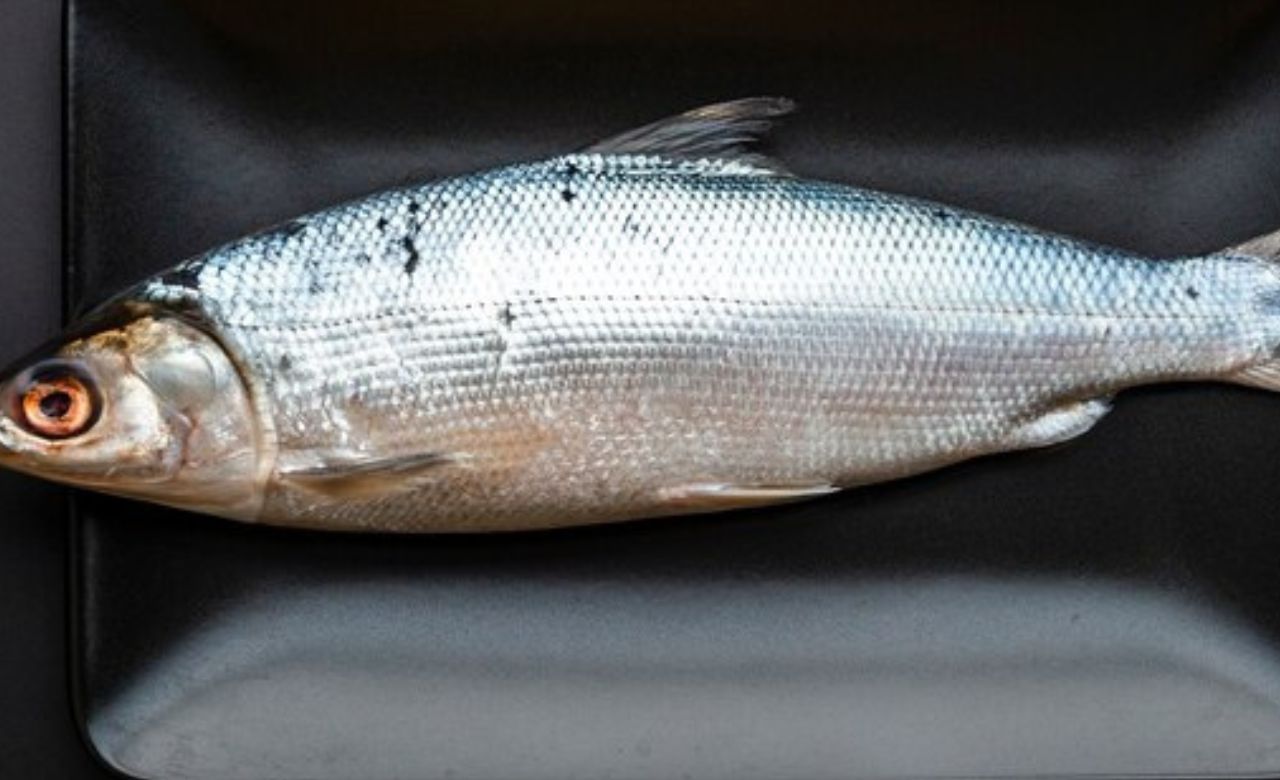 മത്തി (1 കിലോ), ചെറിയ ഉള്ളി (മുക്കാൽ കപ്പ്), വെളുത്തുള്ളി (10 അല്ലി), ഇഞ്ചി (കൊത്തി അരിഞ്ഞത് ഒരു ടീസ്പൂൺ), പച്ചമുളക് (6 എണ്ണം), കറിവേപ്പില (2 തണ്ട്), കുടംപുളി (3 അല്ലി), തേങ്ങ ചിരവിയത് (രണ്ടു കപ്പ്), മഞ്ഞൾ പൊടി (1/2 ടീസ്പൂൺ), വെളിച്ചെണ്ണ, കടുക്, ഉപ്പ് എന്നിവയാണ് മത്തി പീര തയ്യാറാക്കാൻ ആവശ്യമുള്ളത്. (Image Credits: Freepik)