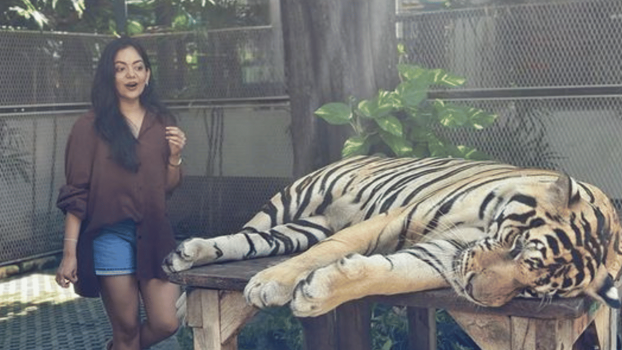 എന്നാൽ അഹാനയുടെ പട്ടായയിൽ നിന്നുള്ള ഏറ്റവും പുതിയ പോസ്റ്റ് അല്പം തമാശ കലർന്നതാണ്. പട്ടായയിലെ ടൈ​ഗർ പാർക്കിൽനിന്നുള്ള ചിത്രങ്ങളാണ് അഹാന പങ്കുവെച്ചത്. നിരവധി ആരാധകർ രസകരമായ കമൻ്റുകളും പോസ്റ്റുകൾക്ക് നൽകിയിട്ടുണ്ട്. (Image Credits: Instagram)