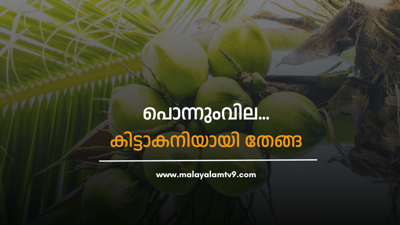 Coconut Price Hike: തേങ്ങക്ക് പൊന്നുംവില...11 രൂപ പാലക്കാട്; കിലോയ്ക്ക് 60 കടന്നു Coconut Price Hike: തേങ്ങക്ക് പൊന്നുംവില...11 രൂപ പാലക്കാട്; കിലോയ്ക്ക് 60 കടന്നു