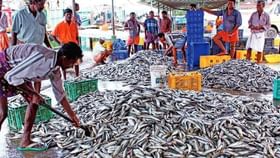 Sardine price: എന്തൊക്കെയായിരുന്നു, ഒടുവില് ഗുതാഹവാ! വിലയിടിഞ്ഞ് മത്തി; 400 രൂപയില്‍ നിന്ന് കിലോയ്ക്ക് 15 രൂപ; കാരണമിത്