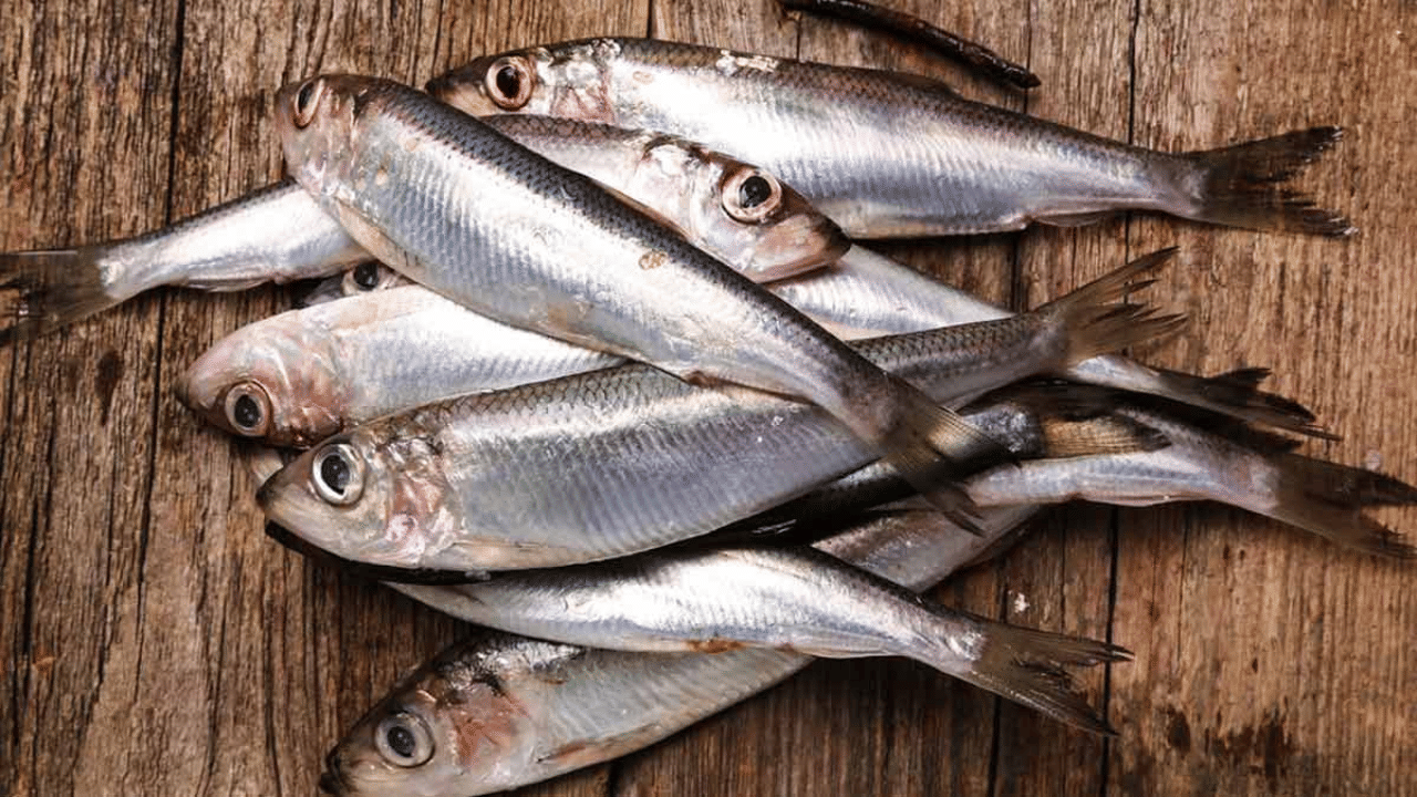 Health Benefits Of Sardines Fish