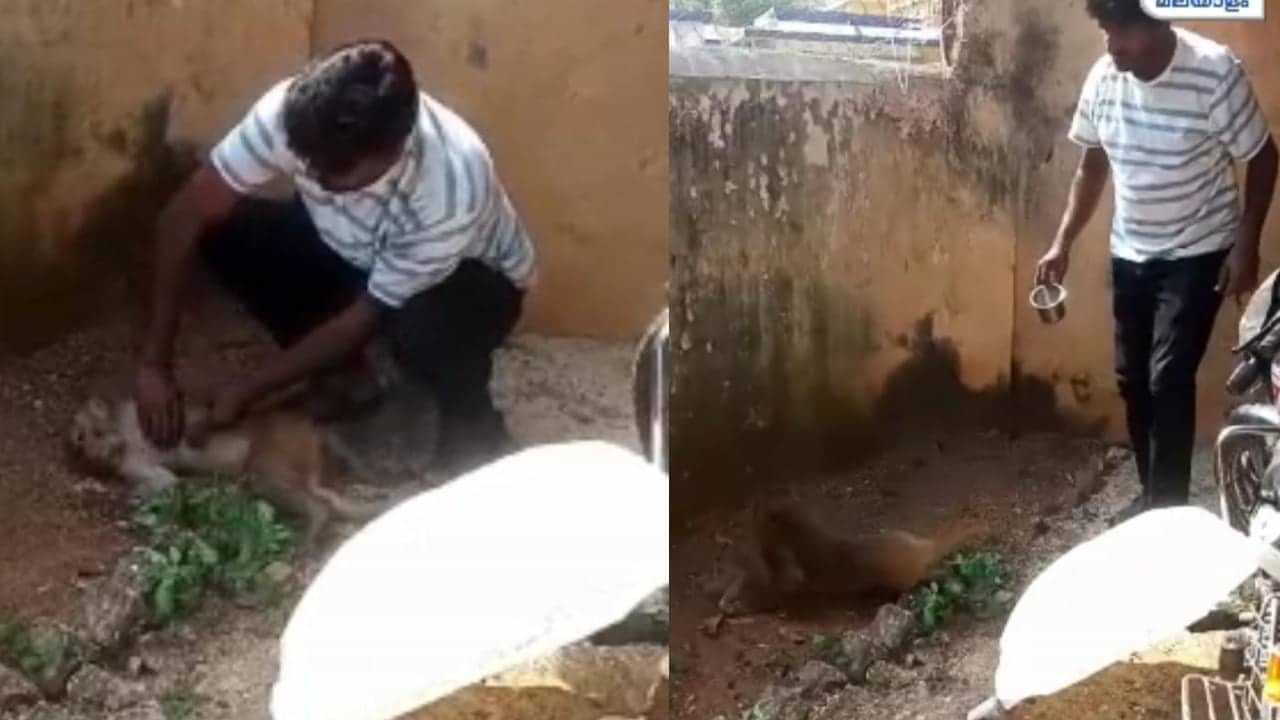 Viral Video: റോഡ് സൈഡിൽ അനക്കമില്ലാതെ കുരങ്ങൻ, ഒന്നും നോക്കിയില്ല സിപിആർ നൽകി യുവാവ്; പിന്നെ സംഭവിച്ചത് കണ്ട് ഞെട്ടി നാട്ടുകാർ