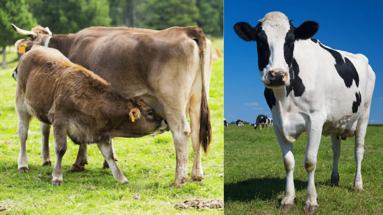 Cow Dung Import: ചാണകത്തിന് ഇത്രയും ഡിമാൻഡോ...; ക്യൂ നിന്ന് ​ഗൾഫ് രാജ്യങ്ങൾ, കാരണം ഇതാണ്