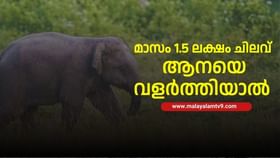 Kerala Elephants: മാസം ചിലവിന് കുറഞ്ഞത് 1 ലക്ഷം , ആനയെ വളർത്തിയാൽ പിന്നെ…