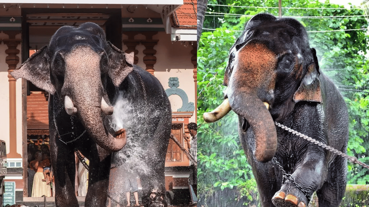 Kallekulangara Rajagopalan: ഗജവീരൻ കല്ലേക്കുളങ്ങര രാജഗോപാലൻ ചരിഞ്ഞു Kallekulangara Rajagopalan: ഗജവീരൻ കല്ലേക്കുളങ്ങര രാജഗോപാലൻ ചരിഞ്ഞു
