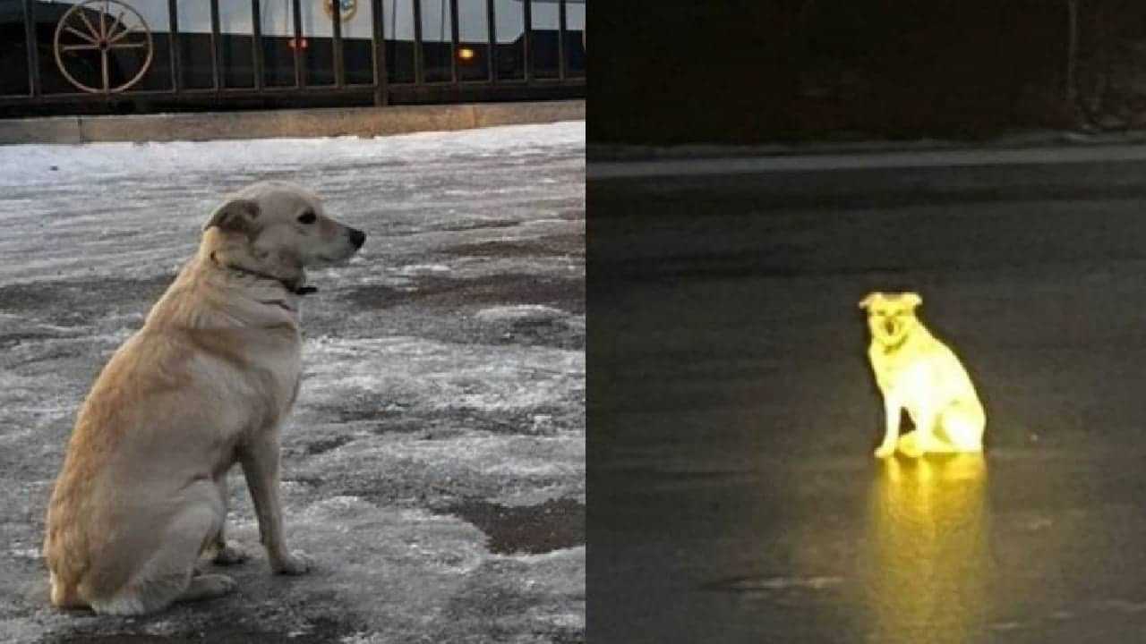 Russian Dog: ഇതാ മറ്റൊരു ഹാച്ചികോ! ഉടമ മുങ്ങിമരിച്ചു; കൊടുംമഞ്ഞിലും നദിക്കരികെ കാത്തിരുന്ന് നായ