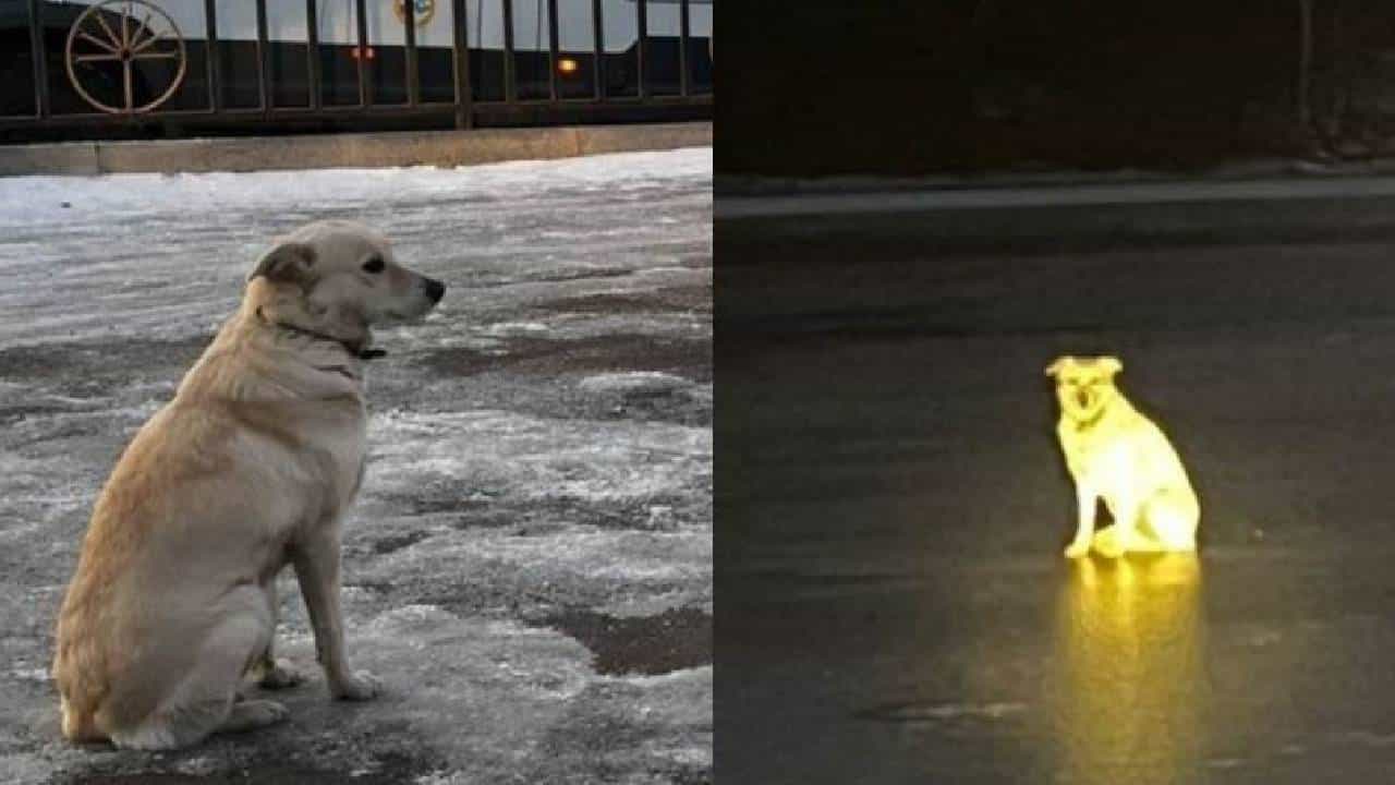 Russian Dog: ഇതാ മറ്റൊരു ഹാച്ചികോ! ഉടമ മുങ്ങിമരിച്ചു; കൊടുംമഞ്ഞിലും നദിക്കരികെ കാത്തിരുന്ന് നായ Russian Dog: ഇതാ മറ്റൊരു ഹാച്ചികോ! ഉടമ മുങ്ങിമരിച്ചു; കൊടുംമഞ്ഞിലും നദിക്കരികെ കാത്തിരുന്ന് നായ