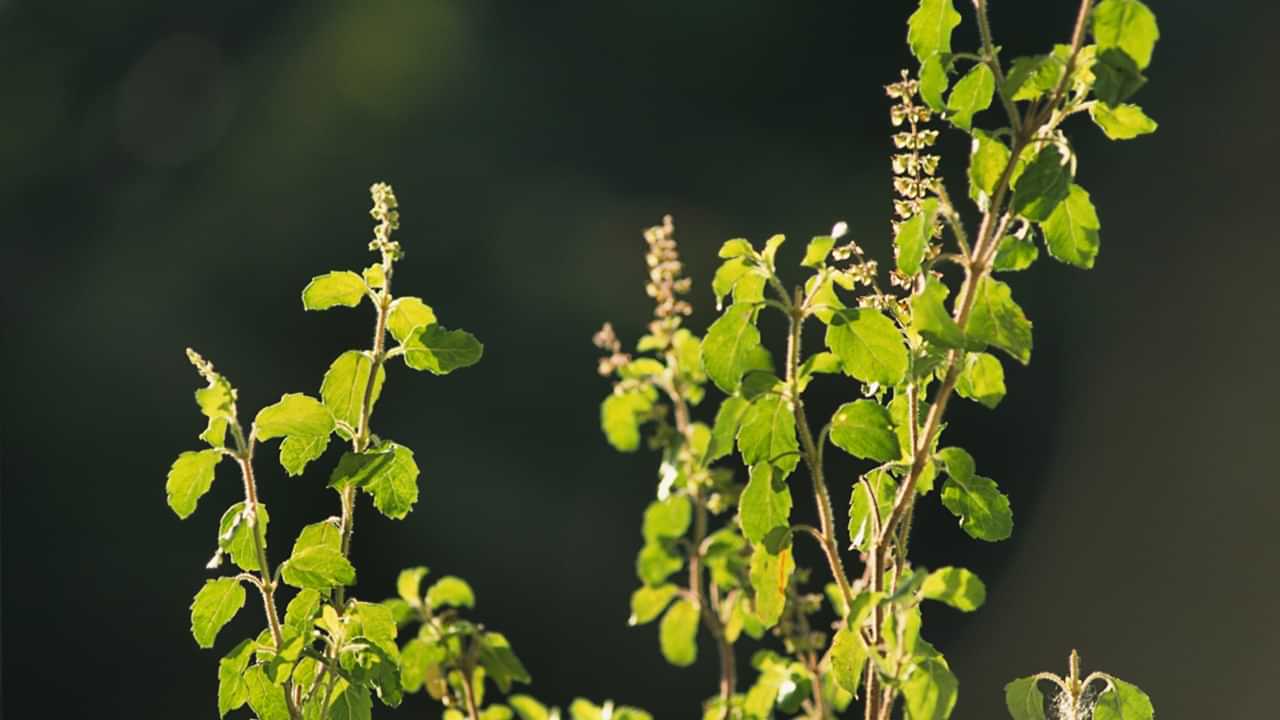 Tulsi : തുളസി ഇലകള്‍ ചവയ്ക്കരുതെന്ന് പറയാന്‍ കാരണമെന്ത് ? കണ്‍ഫ്യൂഷന്‍ വേണ്ട, കാരണം അറിയാം