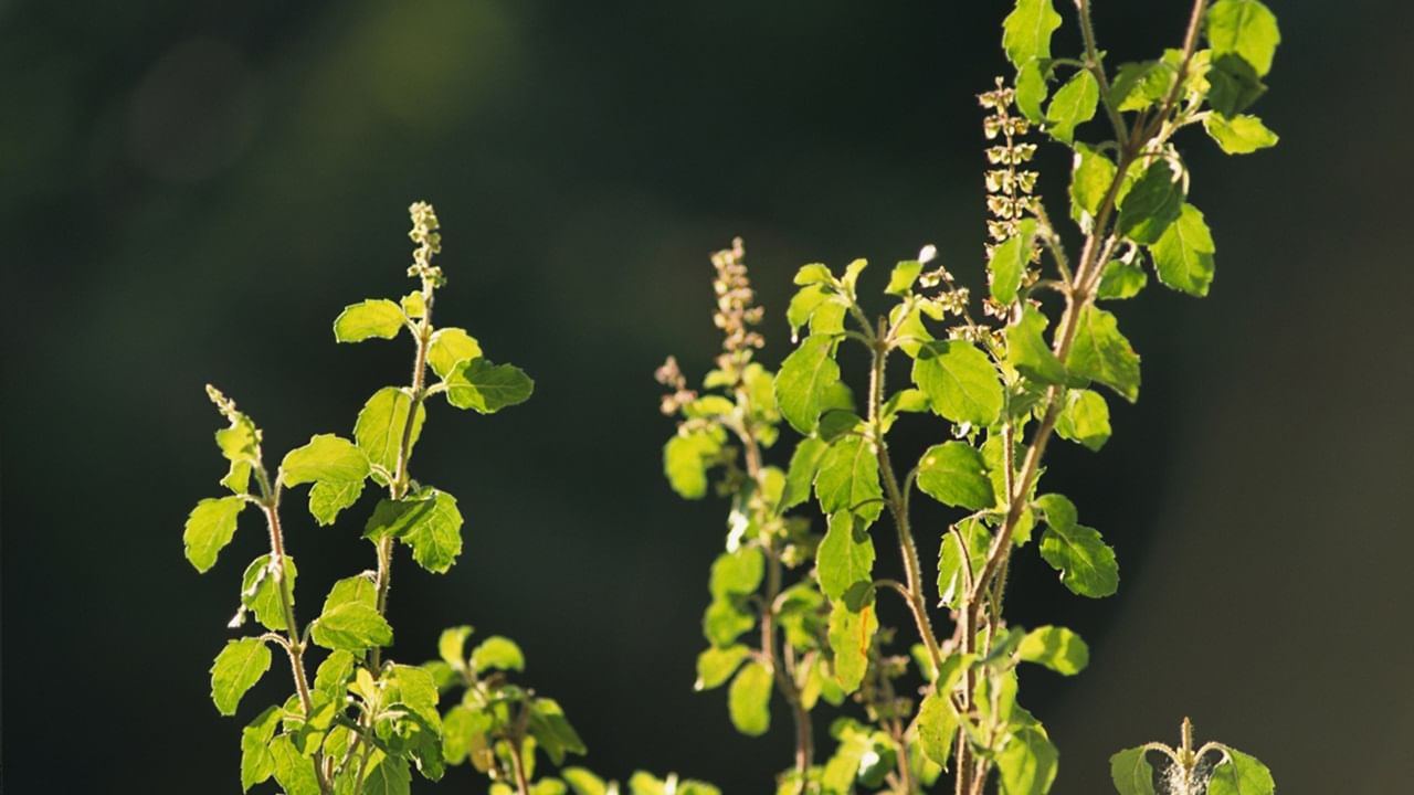 Tulsi : തുളസി ഇലകള് ചവയ്ക്കരുതെന്ന് പറയാന് കാരണമെന്ത് ? കണ്ഫ്യൂഷന് വേണ്ട, കാരണം അറിയാം Tulsi : തുളസി ഇലകള് ചവയ്ക്കരുതെന്ന് പറയാന് കാരണമെന്ത് ? കണ്ഫ്യൂഷന് വേണ്ട, കാരണം അറിയാം
