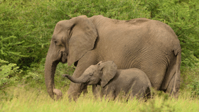 Wild Animal Attack: ആന കുത്താൻ വന്നാൽ എന്ത് ചെയ്യും? സിഗ് സാഗ് രീതി ശരിയോ…; വന്യമൃ​ഗങ്ങളിൽ നിന്ന് രക്ഷപ്പെടാം ഇങ്ങനെ