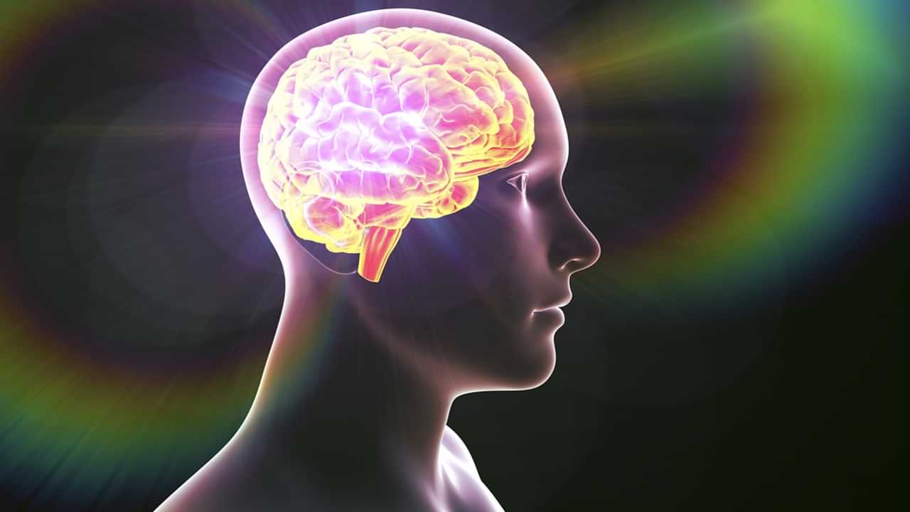 Human Brain : അയ് ശരി ! ഇതുവരെ കേട്ടതൊക്കെ തെറ്റായിരുന്നോ ? തലച്ചോറിന്റെ വേഗതയെക്കുറിച്ച്  പുതിയ പഠനം