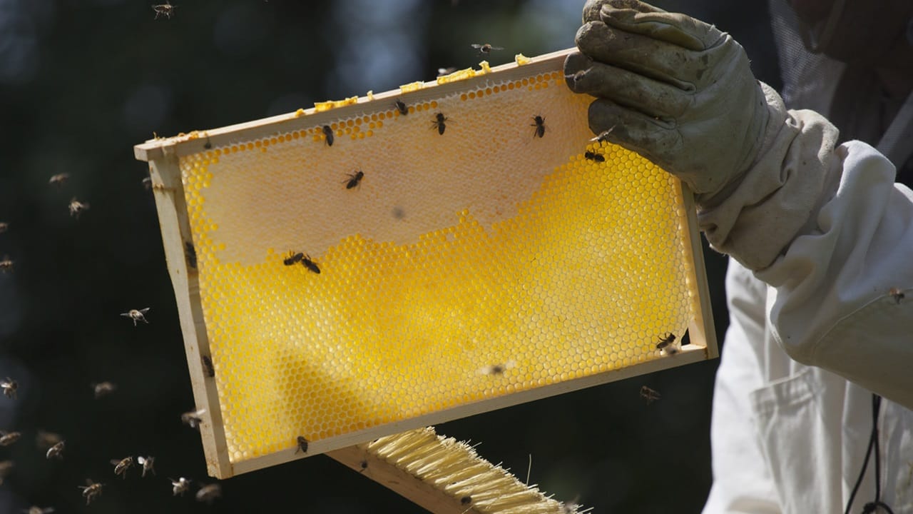 എന്നാല്‍ തേന്‍ ചില കോമ്പിനേഷനുകള്‍ക്കൊപ്പം ഉചിതമല്ലെന്നാണ് പറയുന്നത്. തേന്‍ ചൂടാക്കുന്നതിനെക്കുറിച്ചും ചര്‍ച്ചകള്‍ ഉയരാറുണ്ട്  (Image Credits : Getty)