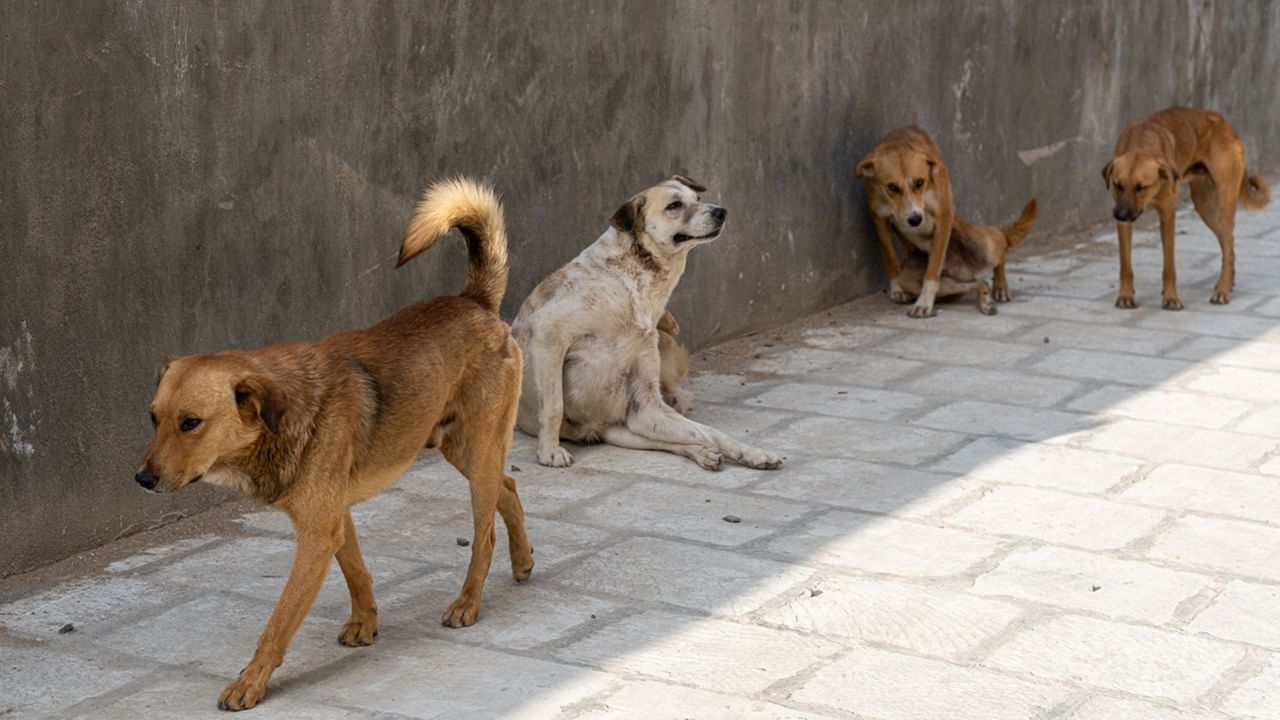 Stray Dog Attack : ആലപ്പുഴയില്‍ വയോധികയെ തെരുവുനായ കടിച്ചുകൊന്നു; അതിദാരുണം