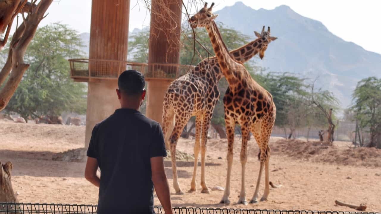 Al Ain Zoo: 60 വയസിന് മുകളിലുള്ളവർക്ക് അൽ ഐൻ മൃഗശാലയിലേക്ക് സൗജന്യ പ്രവേശനം; പുതിയ ഓഫർ പ്രഖ്യാപിച്ച് അധികൃതർ