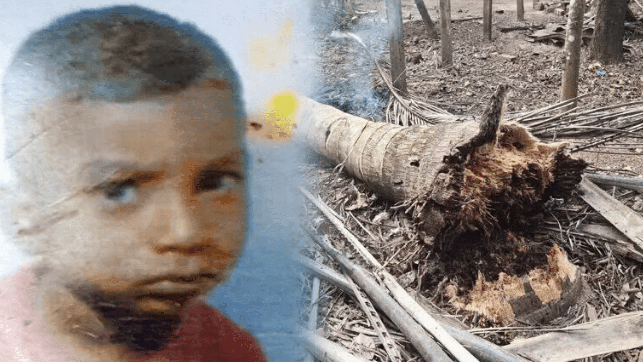 Death: തെങ്ങ് കടപുഴകി വീണു, പെരുമ്പാവൂരിൽ അഞ്ച് വയസുകാരന് ദാരുണാന്ത്യം Death: തെങ്ങ് കടപുഴകി വീണു, പെരുമ്പാവൂരിൽ അഞ്ച് വയസുകാരന് ദാരുണാന്ത്യം