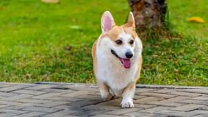 Police Dog: അച്ചടക്കം മുഖ്യം ബിഗിലേ! ഡ്യൂട്ടിക്കിടെ ഉറങ്ങിയ പൊലീസ് നായയുടെ വാര്ഷിക ബോണസ് കട്ട് ചെയ്തു Police Dog: അച്ചടക്കം മുഖ്യം ബിഗിലേ! ഡ്യൂട്ടിക്കിടെ ഉറങ്ങിയ പൊലീസ് നായയുടെ വാര്ഷിക ബോണസ് കട്ട് ചെയ്തു