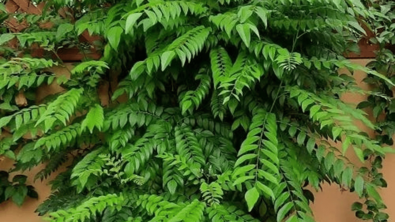 Use Curry Leaves For Kitchen Cleaning