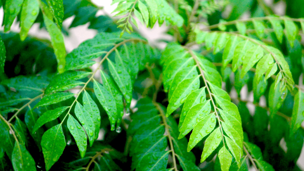 Use Curry Leaves For Kitchen Cleaning