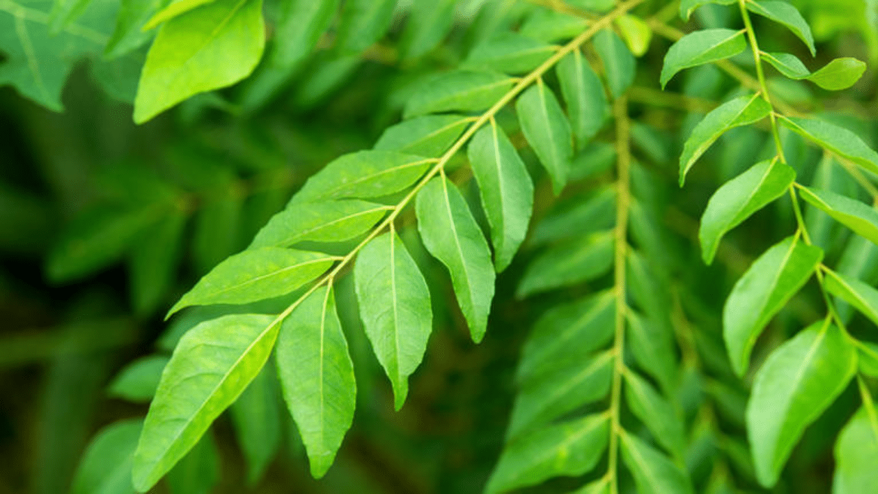 Use Curry Leaves For Kitchen Cleaning