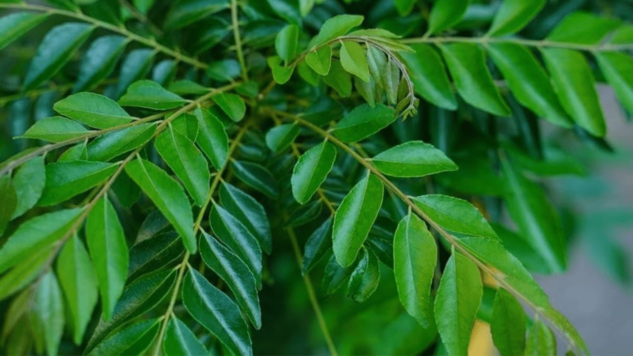 Use Curry Leaves For Kitchen Cleaning