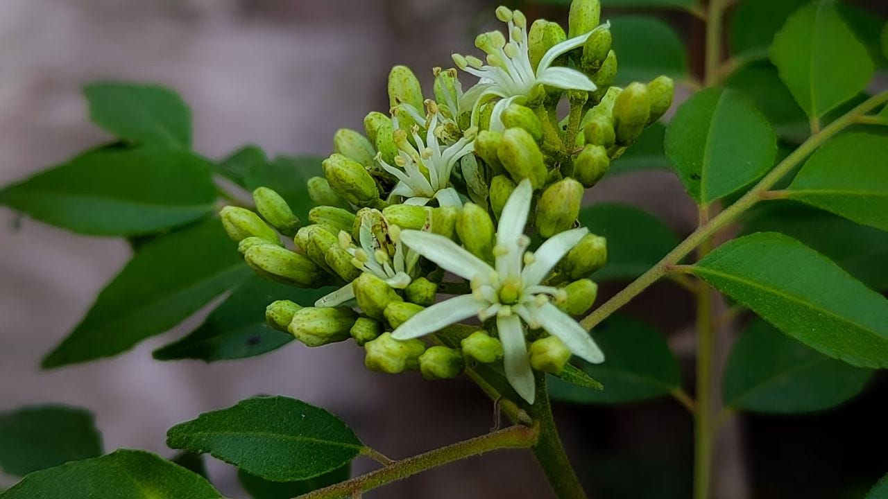 കറിവേപ്പില പൊടി- മുടിയുടെ ആരോഗ്യത്തിന് ഏറെ മികച്ചതാണ് കറിവേപ്പില. ഭക്ഷണത്തിന്റെ ഭാഗമാക്കി കഴിക്കുന്നതും തലയില്‍ നേരിട്ട് അരച്ച് തേക്കുന്നതുമെല്ലാം ഏറെ ഗുണകരം. മുടിയെ ആരോഗ്യത്തോടെ വെക്കാന്‍ കറിവേപ്പില സഹായിക്കുന്നു. (Image Credits: Unsplash)