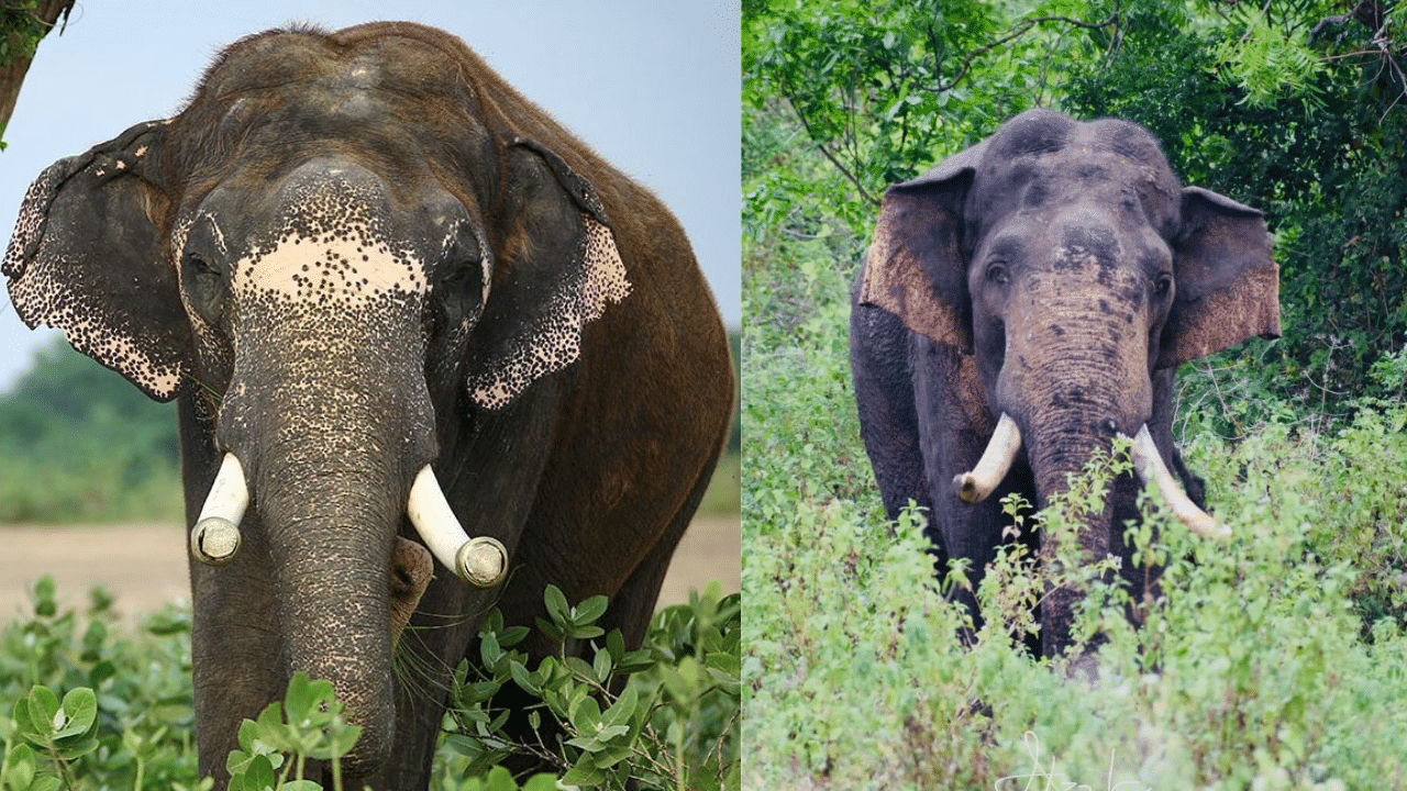 Wild Elephant: കാട്ടാന 25 അടി താഴ്ചയുള്ള കിണറ്റിൽ വീണു; മലപ്പുറത്ത് രക്ഷാപ്രവർത്തനം തുടരുന്നു