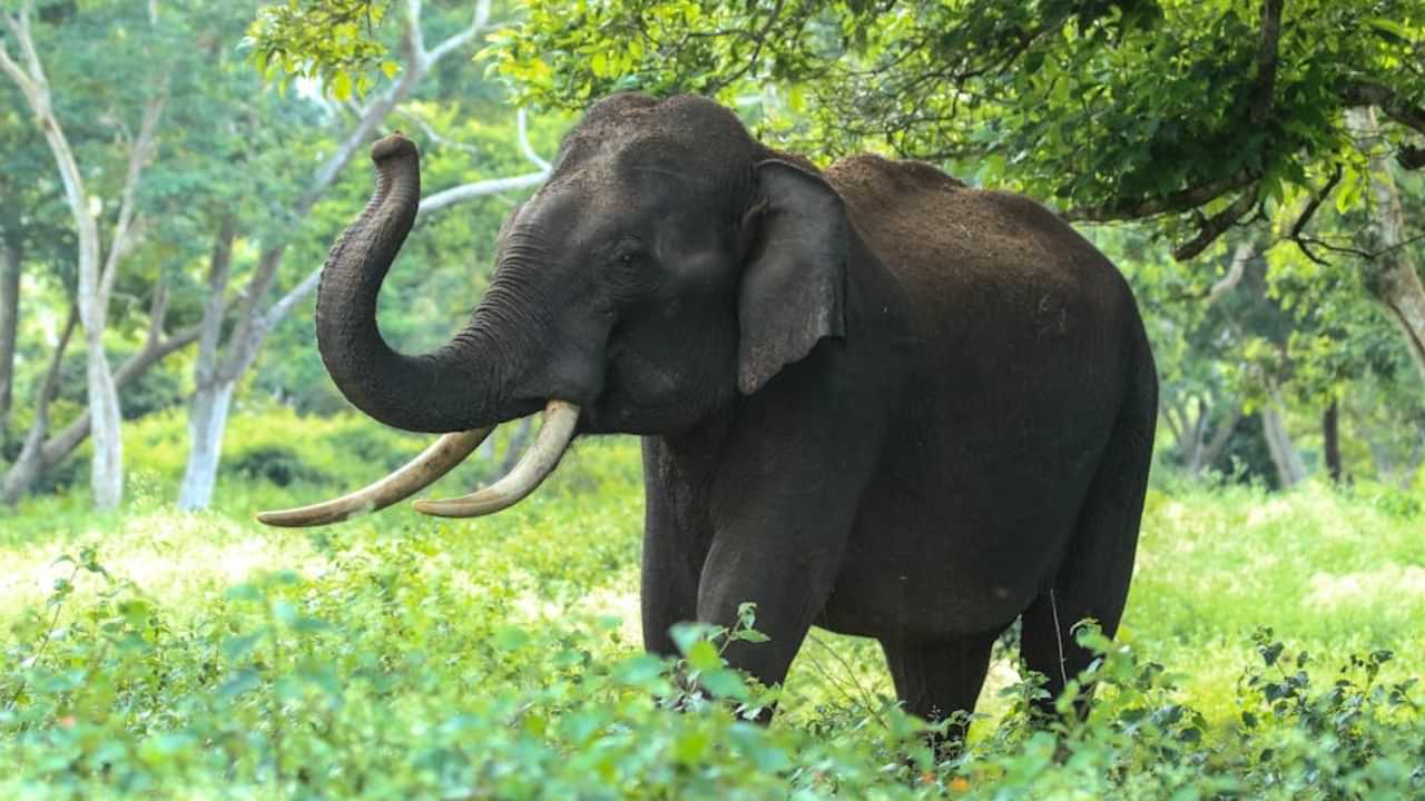 Elephant Attack: വാളയാറിൽ കാട്ടാന ആക്രമണം; കൃഷി സ്ഥലത്തുവച്ച് ചവിട്ടേറ്റ കർഷകന് പരിക്ക്